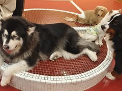 -和它·交个朋友·狗咖猫咖(爱琴海店)