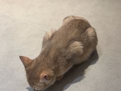 -琪喵猫屋·撸猫猫咖·猫舍