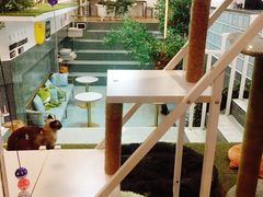 -有猫主题·治愈系猫咖(曾厝垵店)