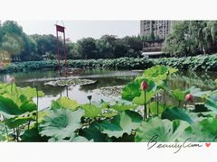 -陈家山荷花公园