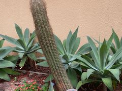 -正佳雨林生态植物园