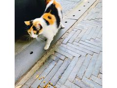 -上海璞麗酒店
