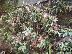 -赤水丹霞旅游区·大瀑布