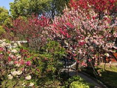 -南汇桃花村