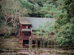 -野象谷景区