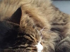 android_upload_pic-Anne猫窝咖啡屋