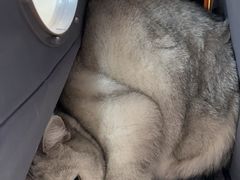 -中农国际动物医院24小时·猫科·骨科·急重症中心