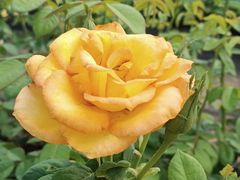 -亚龙湾国际玫瑰谷