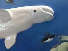 -芜湖新华联大白鲸海洋公园