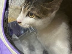 -瑞派宠物医院·犬猫全科·猫友好(宾水西道店)