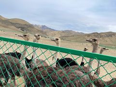 -新疆天山野生动物园