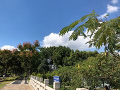 -羊山湖公园