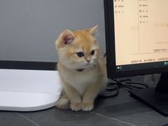 -派特宠物医院(圆融广场店)