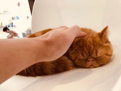 -飞行喵MR PILOT|猫舍·猫咖(静安大融城店)