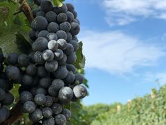 -北京张裕爱斐堡酒庄