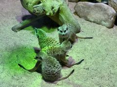 -海合安青岛极地海洋公园
