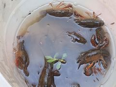 -同銮特种养殖场·龙虾垂钓