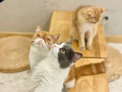 -飞行喵MR PILOT|猫舍·猫咖(静安大融城店)