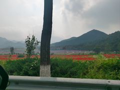 -柿子树炭烤羊腿(金台路店)