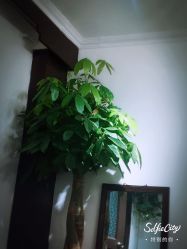 点击看大图 -新龙门刺青·纹身
