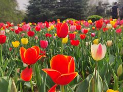 -洛阳郁金香牡丹园