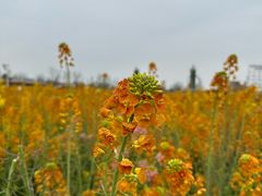 -中国天府农业博览园