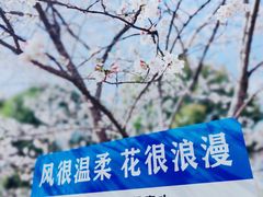 -高东镇樱花园