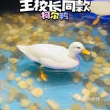 小草探店の沉浸式撸宠体验