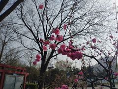 -玲珑塔公园