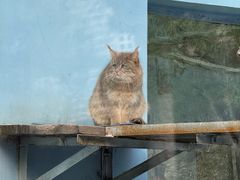 -青藏高原野生动物园