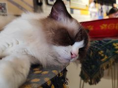 -平行世界·猫咖(首经贸店)