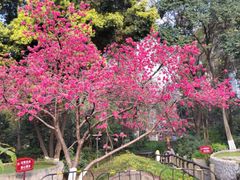 -成都市活水公园