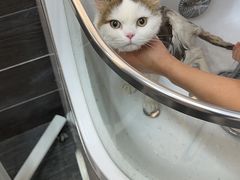 -babydoll猫舍·米努特·德文·缅因(久光中心店)