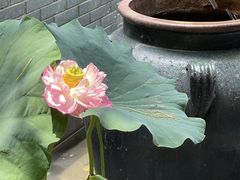 -花锦堂·隐庐