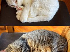 -喵园·猫主题咖啡厅·撸猫·猫咖(国贸店)