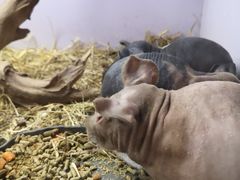 -昆明大悦城未来动物城(螺蛳湾中心店)