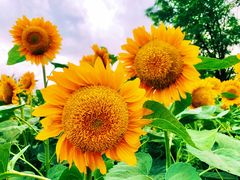 -奥林匹克森林公园北园-停车场