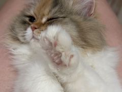-猫大福·Fortune Cat猫舍(百子湾店)