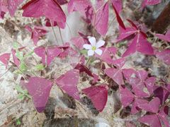 -合肥滨湖国家森林公园