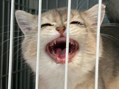 -翊宠yipet猫狗购宠庄园犬舍•猫舍