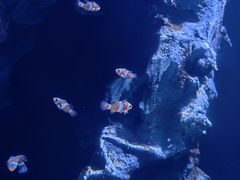 -海合安武汉极地海洋公园