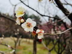 -梅花山(明孝陵内)