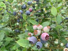 -金谷域澳洲庄园