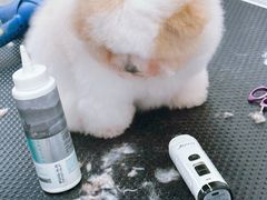 -艾贝尔宠物医院 ·内科全科(梁溪路店)