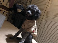 -美联众合宠物医院·爱萌分院·内外科·猫科中心