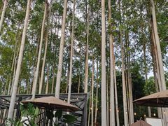 -桉树林A coffee 森林餐厅(三圣乡店)