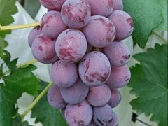 -马陆小张葡萄园农家乐