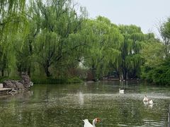 -洛阳市隋唐城遗址植物园