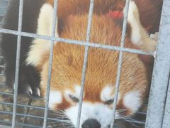 -新疆天山野生动物园