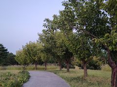 -汉长安城未央宫国家考古遗址公园